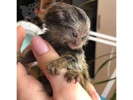 PoulaTo: Baby marmoset για 210 ευρώ